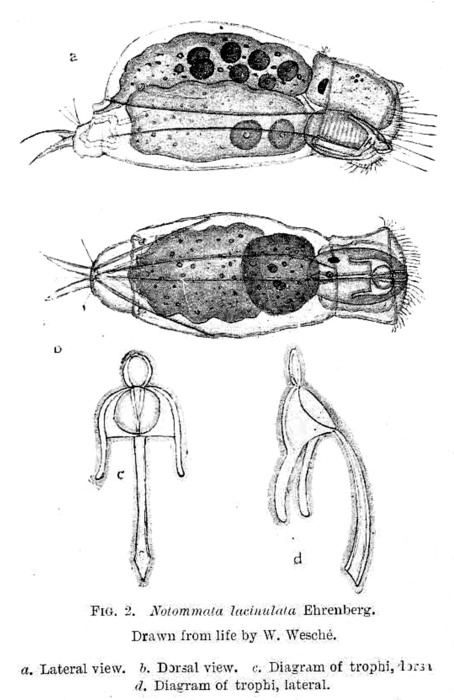 Diaschiza lacinulata