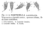 Diaschiza lacinulata - Original description image