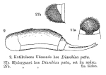 Diaschiza paeta