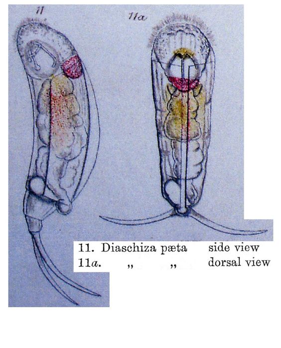 Diaschiza paeta - Original description image