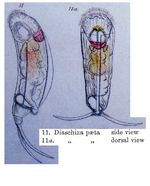 Diaschiza paeta