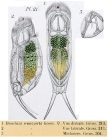 Diaschiza semiaperta