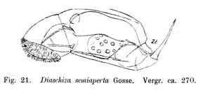 Diaschiza semiaperta