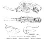 Diaschiza semiaperta