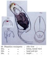 Diaschiza semiaperta
