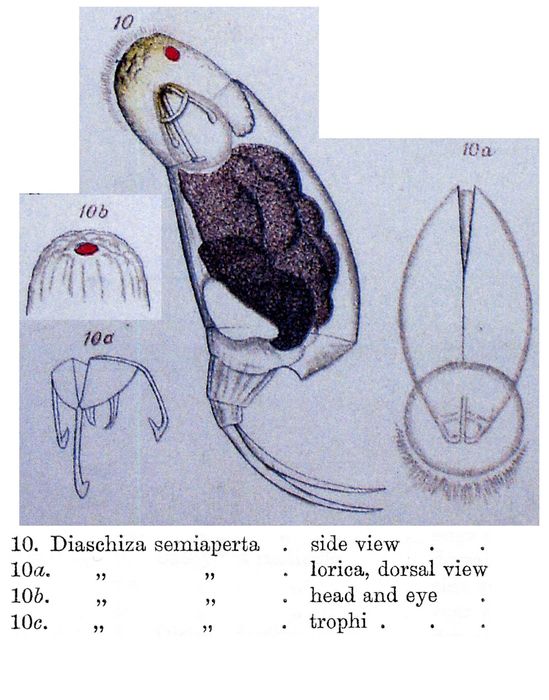 Diaschiza semiaperta Diaschiza semiaperta