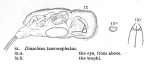Diaschiza taurocephala