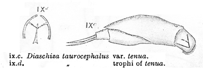 Diaschiza taurocephala var. tenua - Original description image