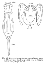 Dicranophoroides australiensis - Original description image
