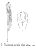 Dicranophoroides caudatus