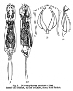 Dicranophoroides caudatus