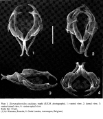 Dicranophoroides caudatus