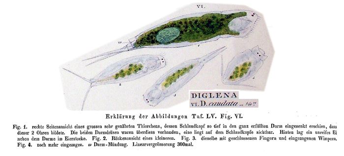 Dicranophoroides caudatus