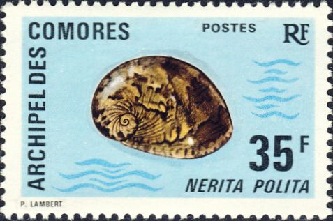 Nerita polita Nerita polita
