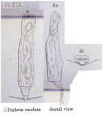Dicranophoroides caudatus