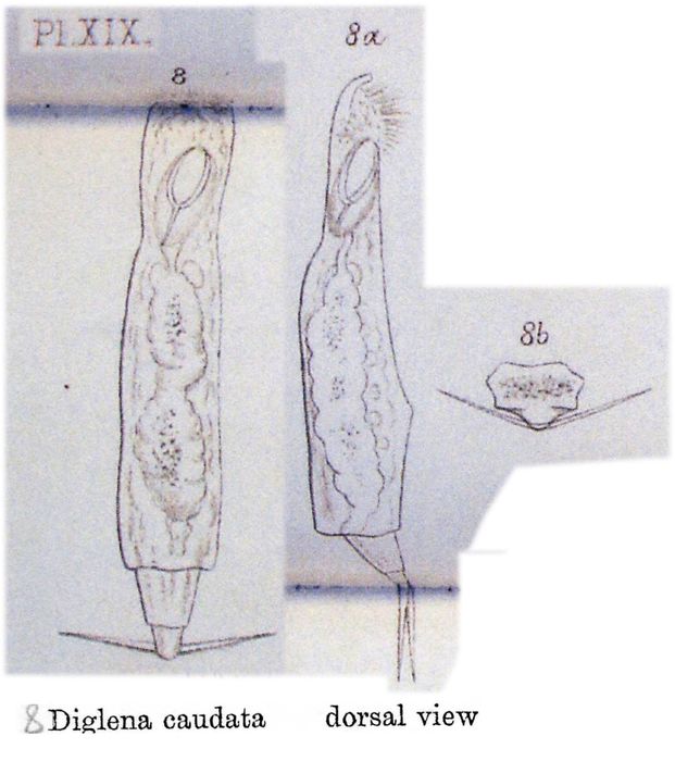 Dicranophoroides caudatus