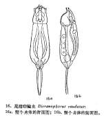 Dicranophoroides caudatus