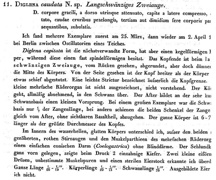 Dicranophoroides caudatus - Original description image