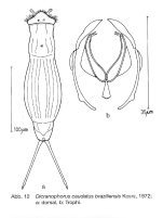 Dicranophoroides caudatus braziliensis
