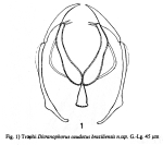 Dicranophoroides caudatus braziliensis - Original description image