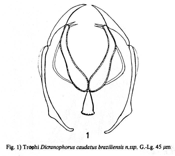 Dicranophoroides caudatus braziliensis - Original description image