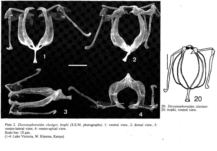 Dicranophoroides claviger