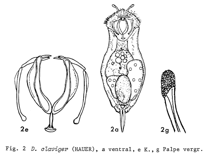 Dicranophoroides claviger