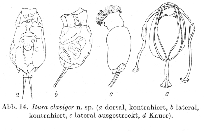 Dicranophoroides claviger - Original description image