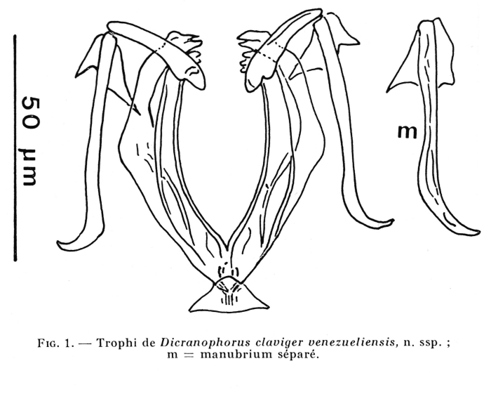 Dicranophoroides venezueliensis - Original description image