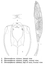 Dicranophorus alcimus - Original description image