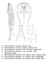 Dicranophorus artamus - Original description image