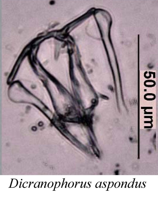 Dicranophorus aspondus
