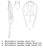 Dicranophorus aspondus - Original description image