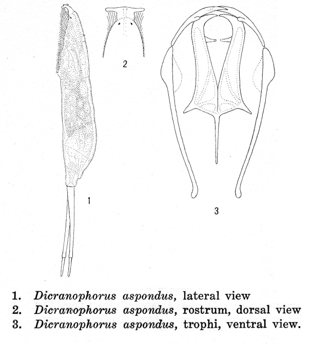 Dicranophorus aspondus - Original description image