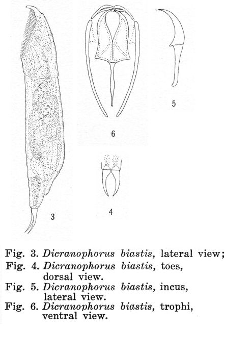 Dicranophorus biastis - Original description image