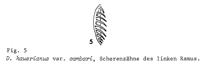 Dicranophorus cambari