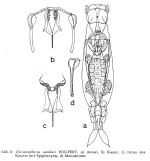 Dicranophorus cambari