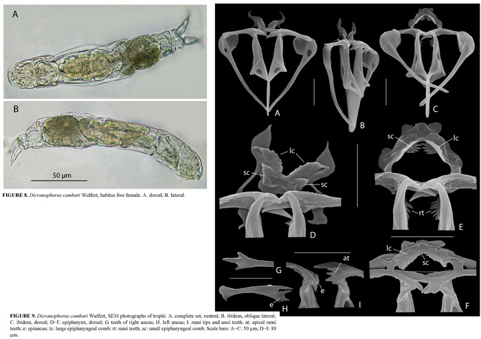 Dicranophorus cambari