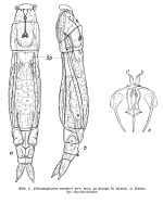 Dicranophorus cambari - Original description image
