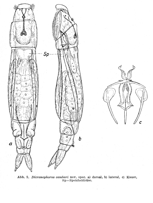 Dicranophorus cambari - Original description image