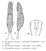 Dicranophorus capucinoides