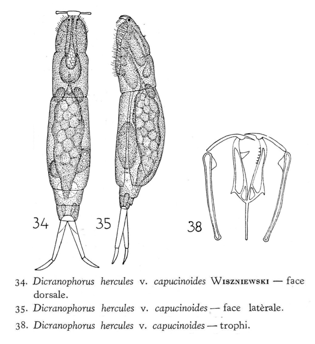Dicranophorus capucinoides
