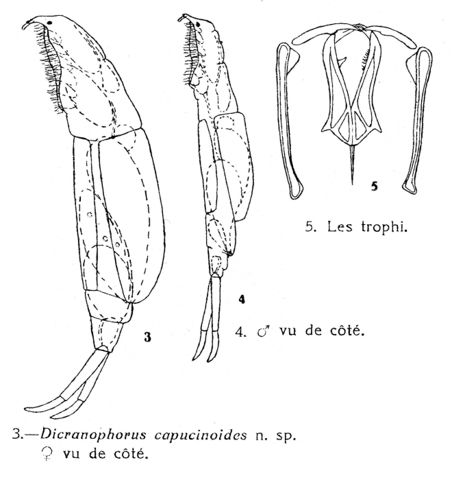 Dicranophorus capucinoides - Original description image