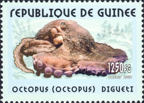 Octopus digueti Octopus digueti