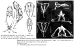 Dicranophorus capucinus