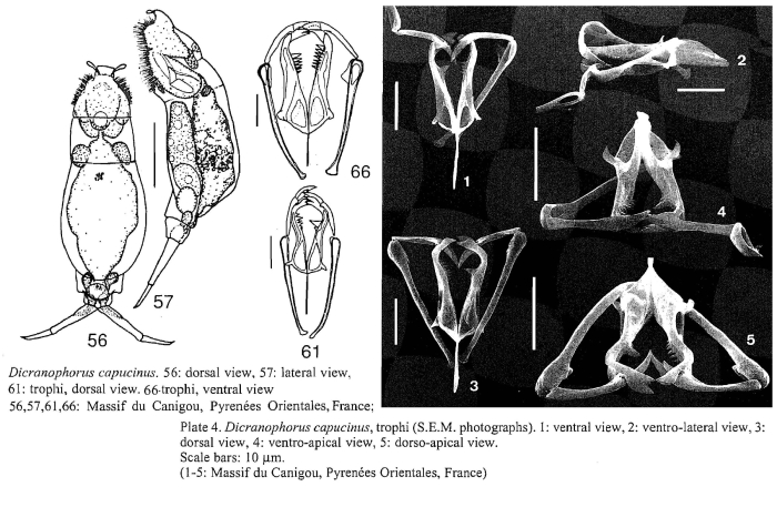 Dicranophorus capucinus