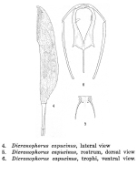 Dicranophorus capucinus - Original description image