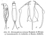 Dicranophorus cernuus