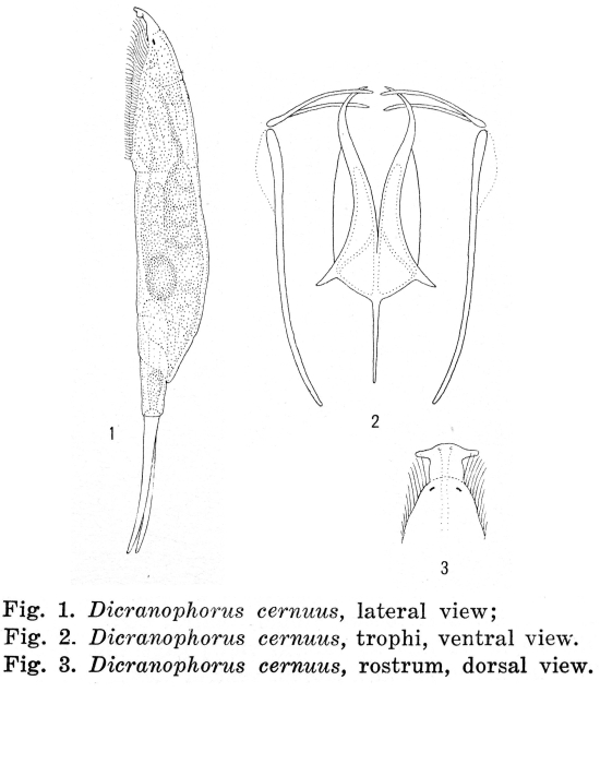 Dicranophorus cernuus - Original description image