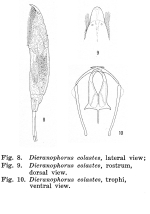 Dicranophorus colastes - Original description image